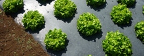 Teaser Association European Bioplastics Teaser Association European Bioplastics