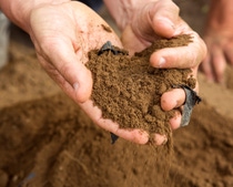 Biologisch abbaubare Mulchfolien aus Kunststoff unterstützen den Gemüseanbau, indem sie Unkraut besser kontrollieren helfen und somit den Einsatz von Herbiziden verringern. Außerdem sorgen sie für bessere Wachstumsbedingungen der Pflanzen, ein besseres Wassermanagement und vieles mehr. Nach der Produktion, baut sich die Folie schnell ab und die Landwirte können die nächste Kultur pflanzen. Die Wirksamkeit der Mulchfolie, die in Ortosole verwendet wird, ist das Ergebnis einer engen Zusammenarbeit im Farm Network - und vor allem von verschiedenen Teams der BASF und der Familie Tiozzo aus Italien. Die Tiozzos überprüfen den Abbau der Mulchfolie nach ihrer Einsatz bei der Gemüseproduktion. Biologisch abbaubare Mulchfolien aus Kunststoff unterstützen den Gemüseanbau, indem sie Unkraut besser kontrollieren helfen und somit den Einsatz von Herbiziden verringern. Außerdem sorgen sie für bessere Wachstumsbedingungen der Pflanzen, ein besseres Wassermanagement und vieles mehr. Nach der Produktion, baut sich die Folie schnell ab und die Landwirte können die nächste Kultur pflanzen. Die Wirksamkeit der Mulchfolie, die in Ortosole verwendet wird, ist das Ergebnis einer engen Zusammenarbeit im Farm Network - und vor allem von verschiedenen Teams der BASF und der Familie Tiozzo aus Italien. Die Tiozzos überprüfen den Abbau der Mulchfolie nach ihrer Einsatz bei der Gemüseproduktion.